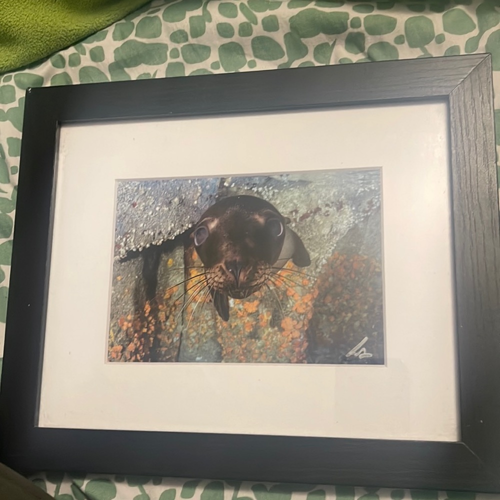 Baby Seal in the Ocean Photograph in Black Frame